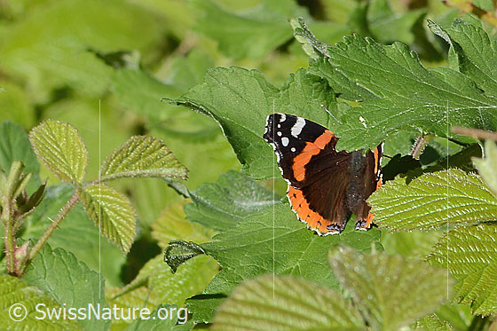 Photo: Vanessa atalanta. Wings half open. View diagonally from behind.
