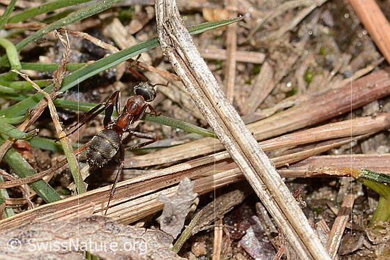Photo: Probably Formica lugubris. Length 4 - 9mm.