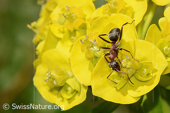 Photo: Probably Formica lugubris on Euphorbia cyparissias. Length 4 - 9mm. View from diagonally above.