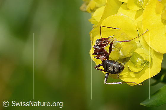 Photo: Probably Formica lugubris on Euphorbia cyparissias. Length 4 - 9mm. View from side back.