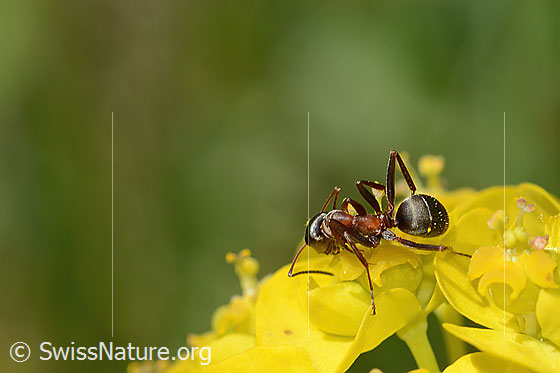 Photo: Probably Formica lugubris on Euphorbia cyparissias. Length 4 - 9mm. View from above.