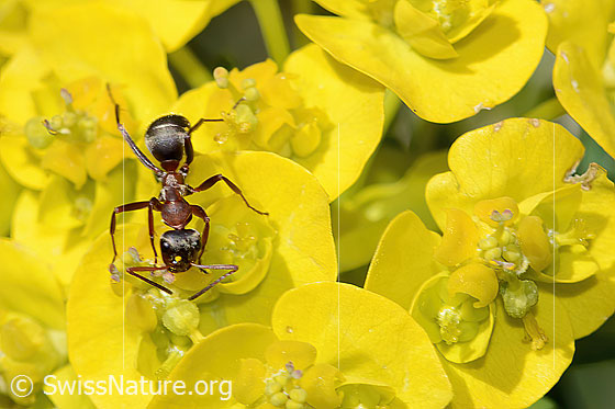 Photo: Probably Formica lugubris on Euphorbia cyparissias. Length 4 - 9mm. View from above.