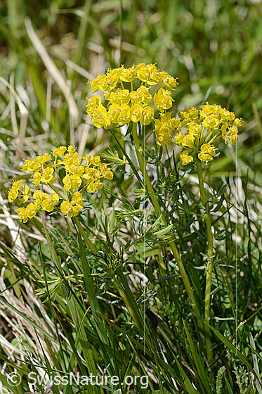 Photo: Euphorbia cyparissias. Height = 21cm.
