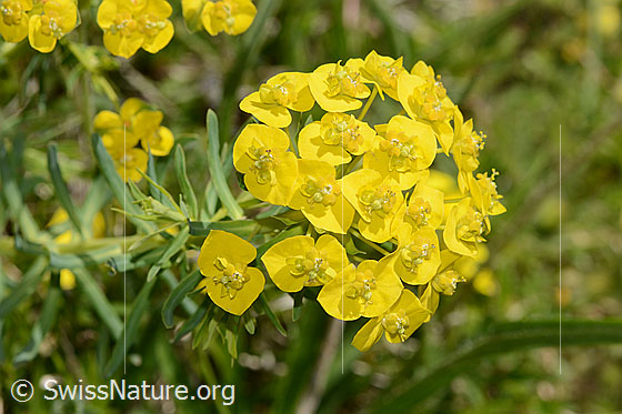 Photo: Euphorbia cyparissias. Inflorescence.