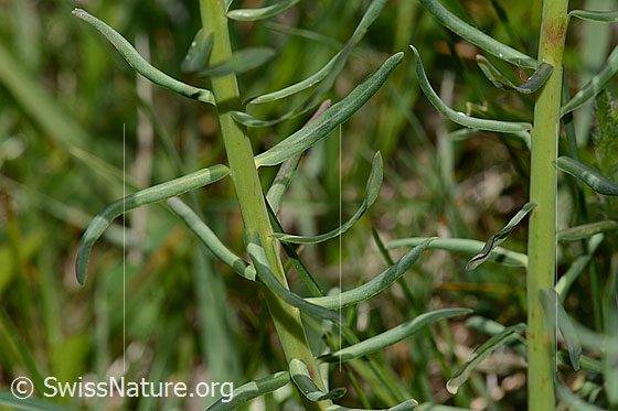 Photo: Euphorbia cyparissias. Stem and stem leaves.
