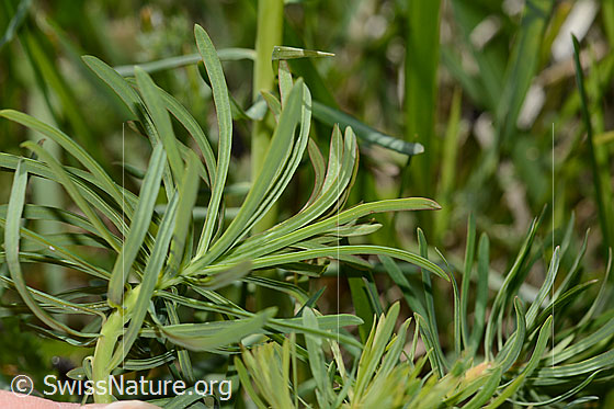 Photo: Euphorbia cyparissias. Leaves.