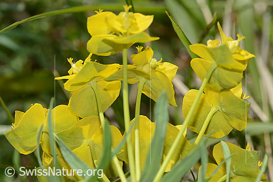 Photo: Euphorbia cyparissias. Blossoms. View from below.