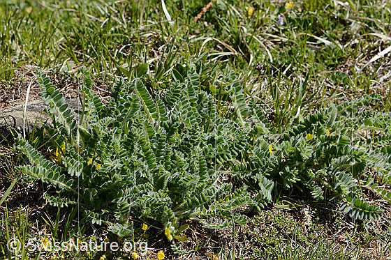 Photo: Astragalus exscapus. Several specimens.