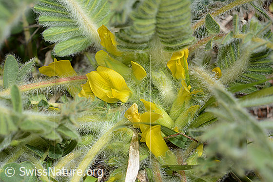 Photo: Astragalus exscapus. Blossoms. View from above.