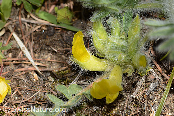 Photo: Astragalus exscapus. Blossoms. View from the side.