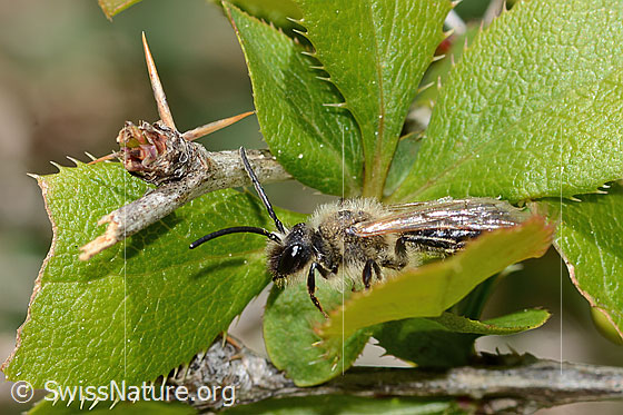 Foto: Wahrscheinlich Weiden-Sandbiene (Andrena vaga). Länge 12mm. Männchen. Ansicht von der Seite.