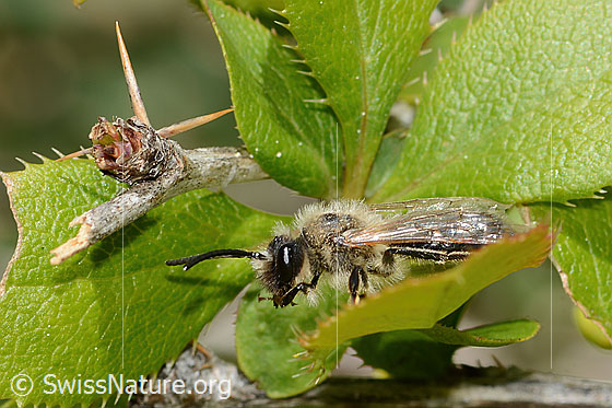 Foto: Wahrscheinlich Weiden-Sandbiene (Andrena vaga). Länge 12mm. Männchen. Ansicht von der Seite.