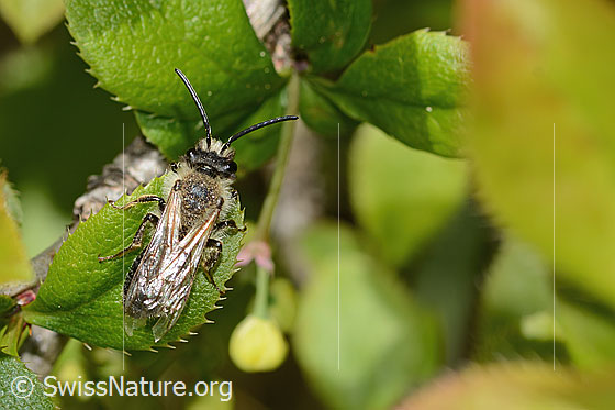 Photo: Probably Andrena vaga. Length 12mm. Male. View from above.