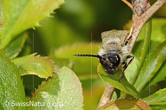 Foto: Wahrscheinlich Weiden-Sandbiene (Andrena vaga). Länge 11 - 14mm. Männchen. Ansicht von vorne.