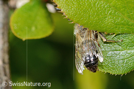 Foto: Wahrscheinlich Weiden-Sandbiene (Andrena vaga). Länge 11 - 14mm. Männchen. Ansicht von hinten oben.