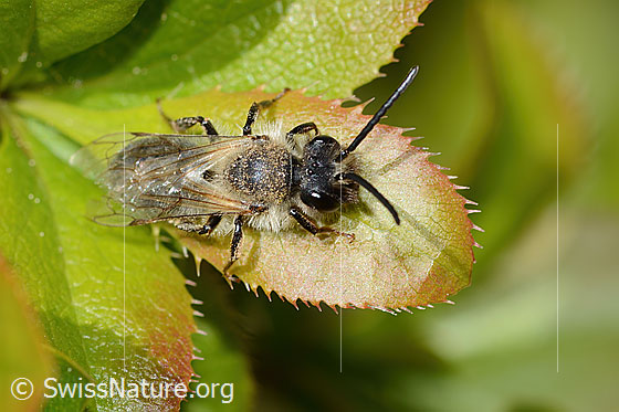 Foto: Wahrscheinlich Weiden-Sandbiene (Andrena vaga). Länge 11 - 14mm. Männchen. Ansicht von oben.