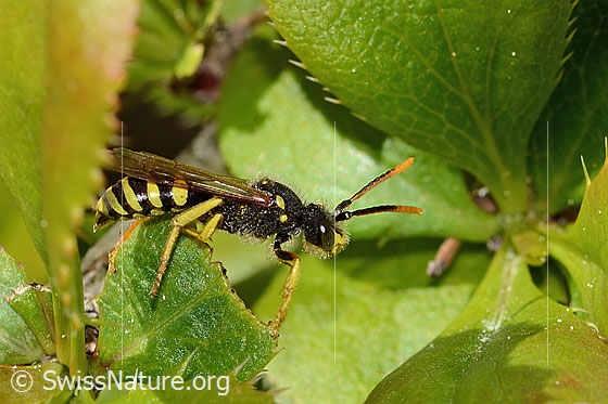 Photo: Nomada goodeniana. Length 10mm. Male. View from the side.