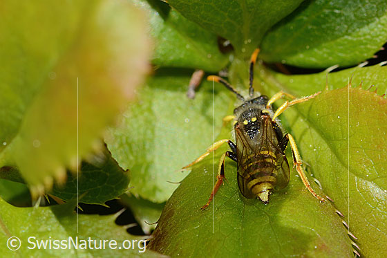 Photo: Nomada goodeniana. Length 10mm. Male. View from behind top.