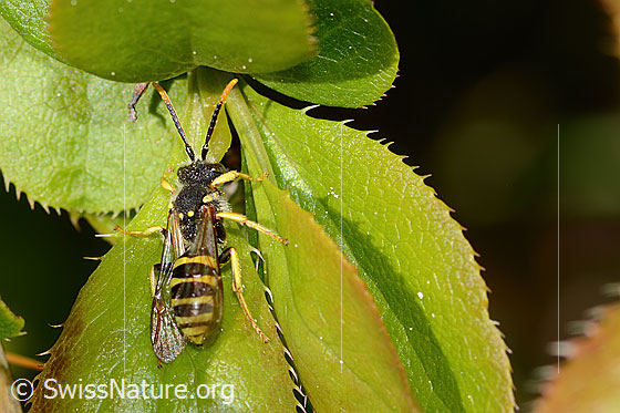 Photo: Nomada goodeniana. Length 10mm. Male. View from above.