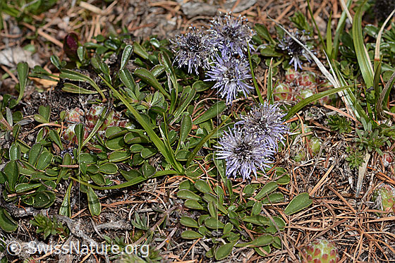 Photo: Globularia cordifolia. Whole plant (habit). Height = 2.5cm.