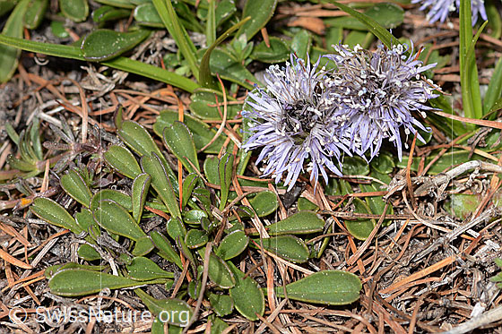 Photo: Globularia cordifolia. Whole plant (habit).