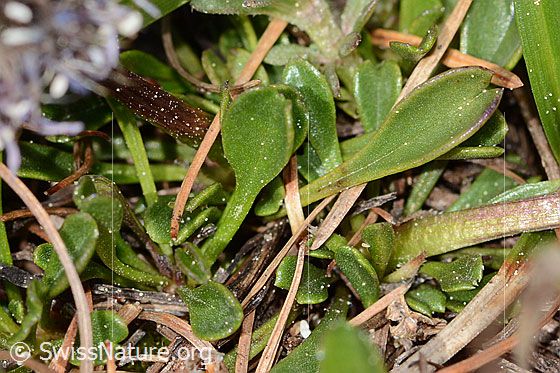 Photo: Globularia cordifolia. Leaves.