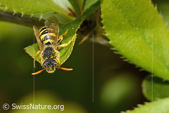 Photo: Nomada goodeniana. Length 10mm. Male. View from top front.
