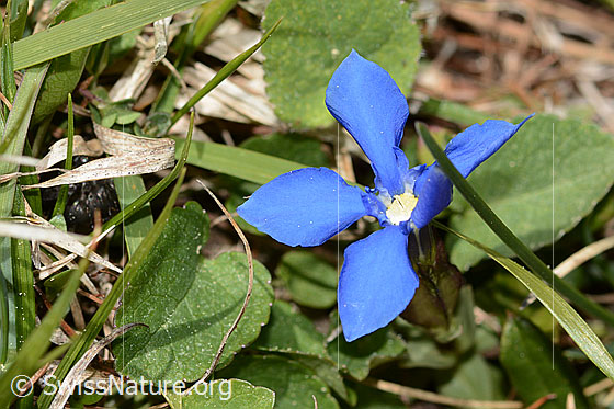 Photo: Gentiana verna. Blossom. View from diagonally above.