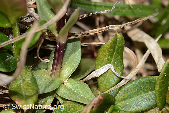 Photo: Gentiana verna. Stem and leaves.