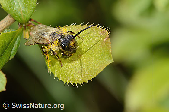Foto: Wahrscheinlich Weiden-Sandbiene (Andrena vaga). Länge 13mm. Männchen. Ansicht von schräg oben.