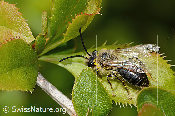 Foto: Wahrscheinlich Weiden-Sandbiene (Andrena vaga). Länge 12mm. Männchen. Ansicht von schräg oben.