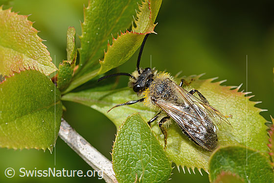 Foto: Wahrscheinlich Weiden-Sandbiene (Andrena vaga). Länge 12mm. Männchen. Ansicht von oben.