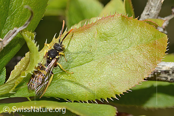 Photo: Nomada goodeniana. Length 10mm. Male. View from diagonally above.