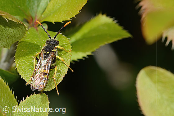 Photo: Nomada goodeniana. Length 10mm. Male. View from above.