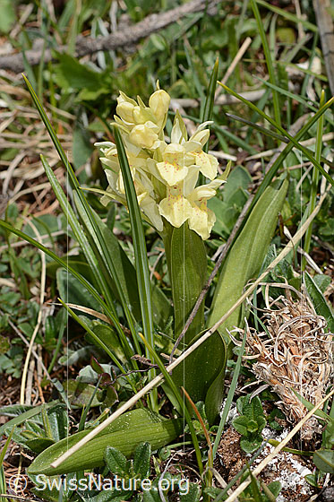 Photo: Dactylorhiza sambucina. Whole plant (habit). Height = 8cm.