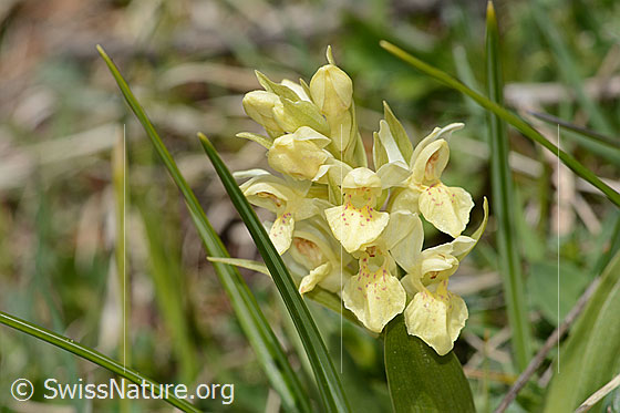 Photo: Dactylorhiza sambucina. Inflorescence.