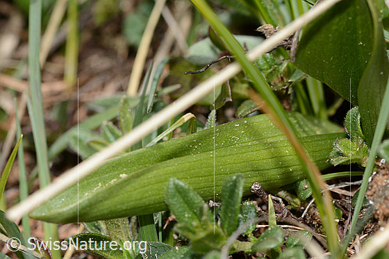 Photo: Dactylorhiza sambucina. Basal leaf.