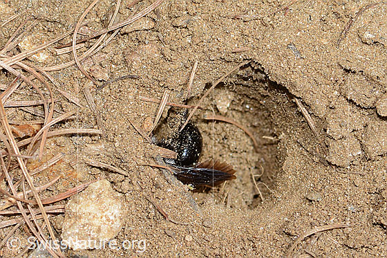 Photo: Probably Andrena cineraria. Length 13mm. Female. Side view of abdomen. The bee builds its nest in sandy soil.
