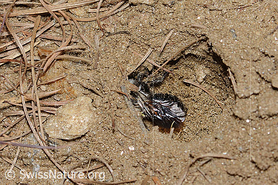Foto: Wahrscheinlich Graue Sandbiene (Andrena cineraria). Länge 13mm. Weibchen. Ansicht Hinterleib. Die Biene ist mit dem Nestbau beschäftigt.