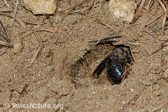 Foto: Wahrscheinlich Graue Sandbiene (Andrena cineraria). Länge 13mm. Weibchen. Ansicht Hinterleib. Die Biene ist mit dem Nestbau beschäftigt.