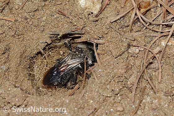 Foto: Wahrscheinlich Graue Sandbiene (Andrena cineraria). Länge 13mm. Weibchen. Ansicht von schräg oben. Die Biene ist mit dem Nestbau beschäftigt.