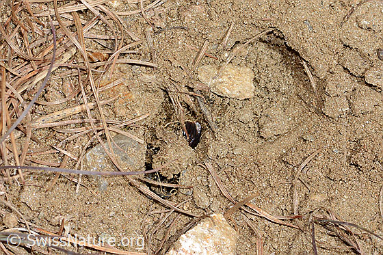Photo: Probably Andrena cineraria. Length 13mm. Female. The bee builds its nest on a sandy path. She dredges sand to the surface.