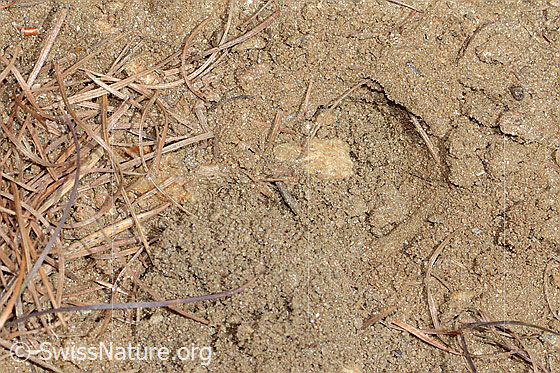 Photo: Probably a nesting site of Andrena cineraria with a small sand mound in front of the entrance. Height 15mm. Diameter 25mm.