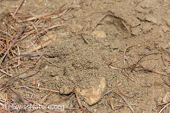 Foto: Wahrscheinlich Nistplatz der Grauen Sandbiene (Andrena cineraria) mit kleinem Sandhügel vor dem Eingang. Höhe 15mm. Durchmesser 25mm.