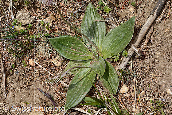 Photo: Plantago media. Leaves.