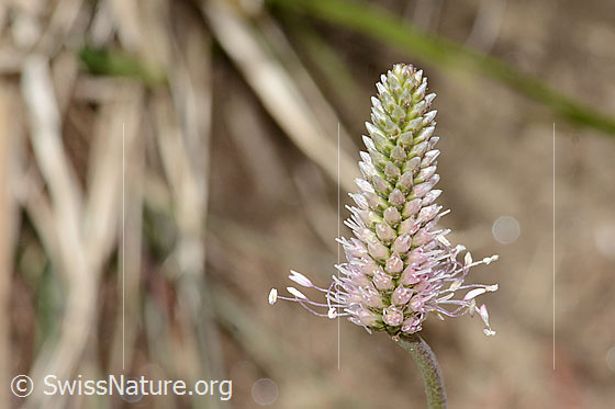 Foto: Mittlerer Wegerich (Plantago media). Blütenstand.