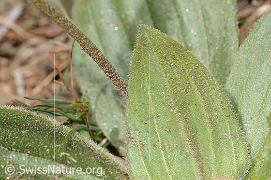 Photo: Plantago media. Stem and leaf underside.