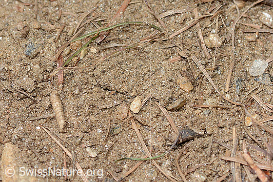 Foto: Wahrscheinlich Nistplatz der Grauen Sandbiene (Andrena cineraria) auf einem sandigen Pfad.