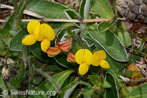 Foto: Alpen-Hornklee (Lotus alpinus). Blüten. Die grossen Blätter stammen von einer anderen Pflanze.