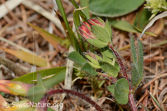 Photo: Lotus alpinus. Stem and leaves.